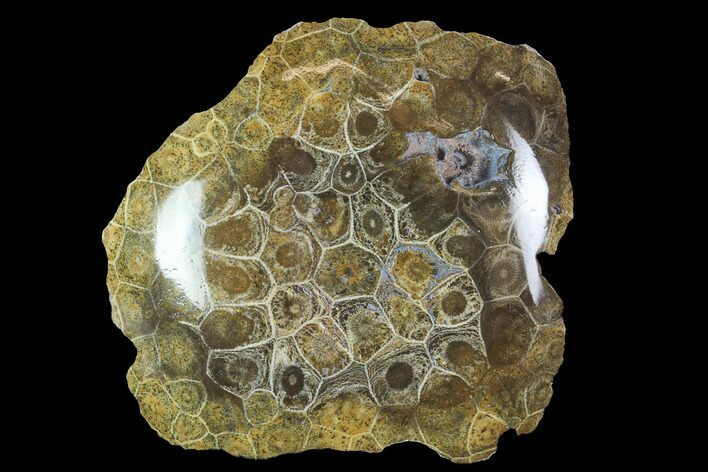 Polished Fossil Coral (Actinocyathus) - Morocco #100723